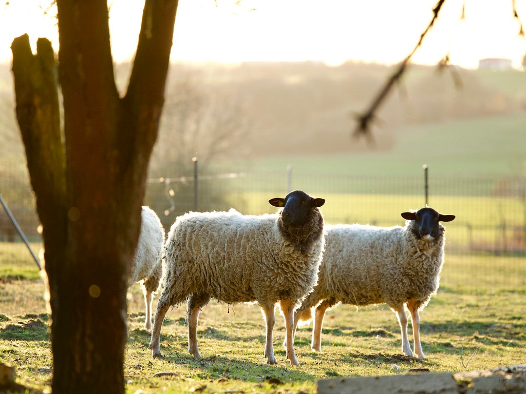 Herkunft